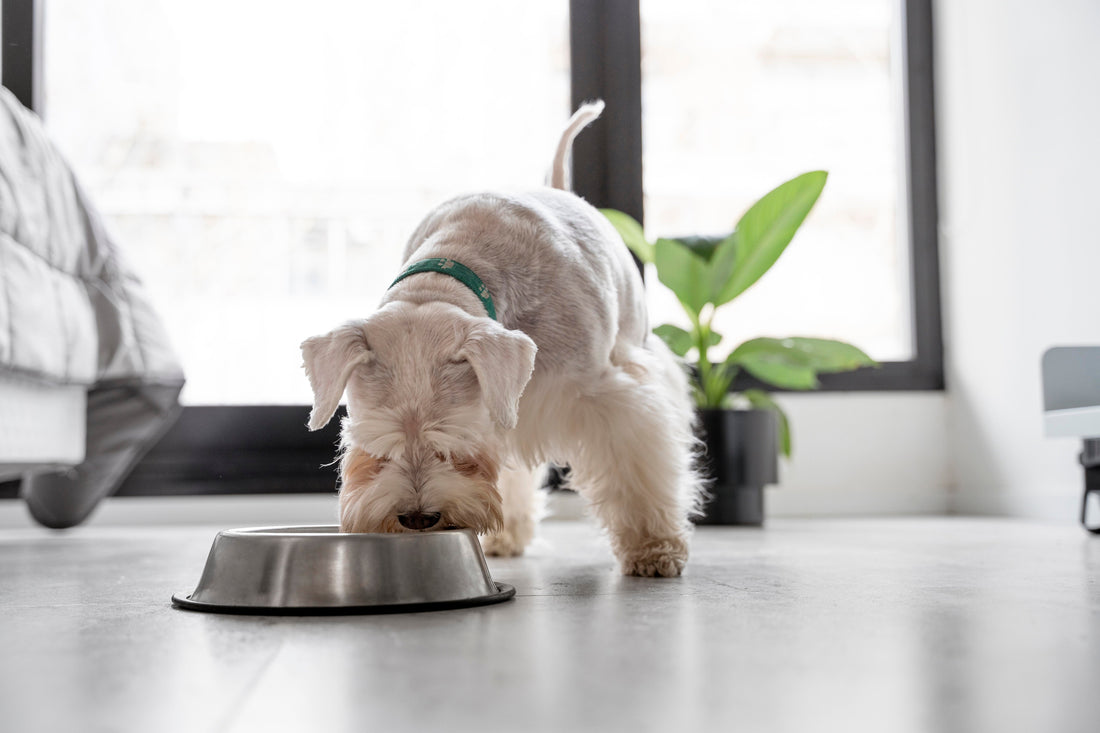Dog eating a Food