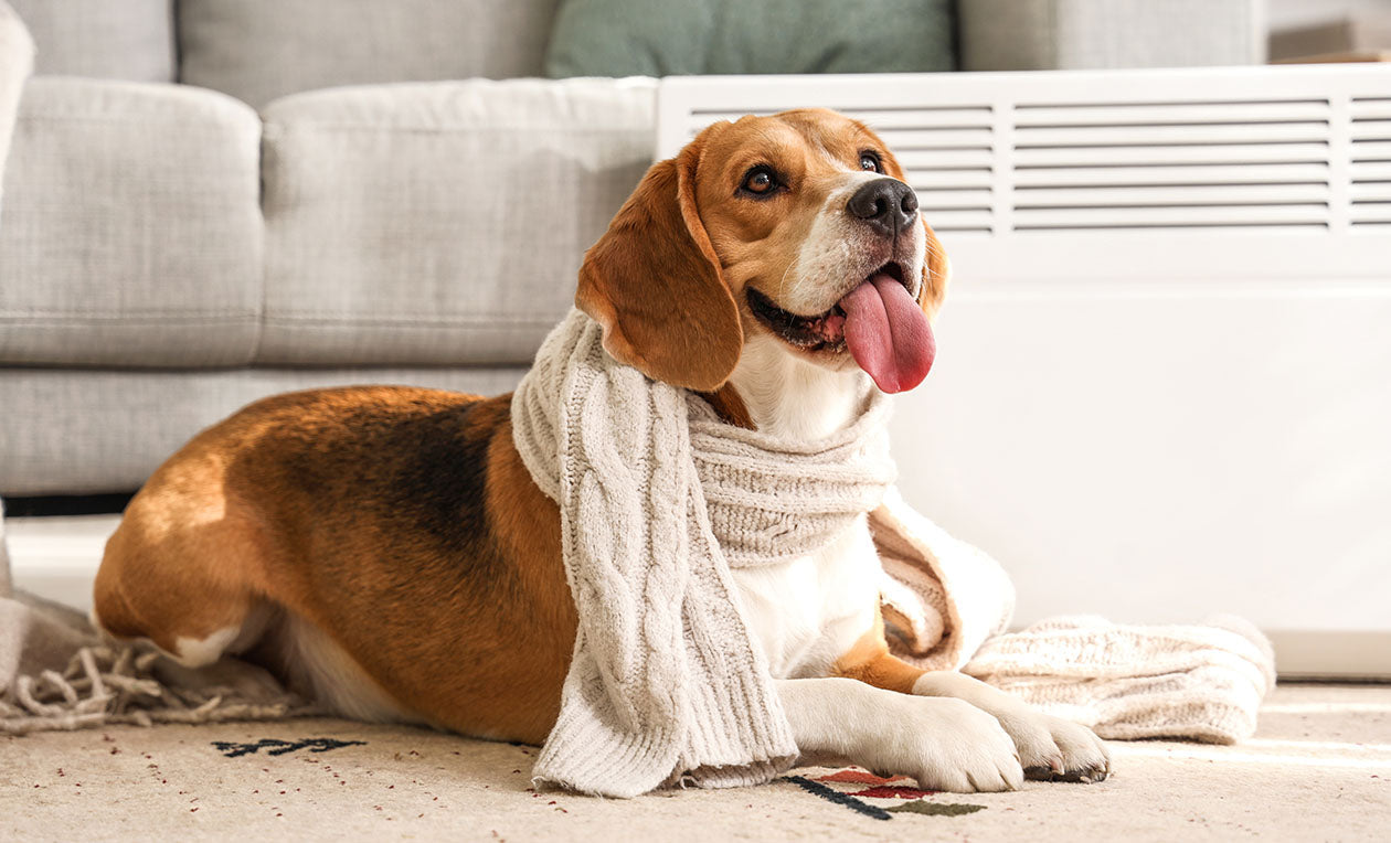 How can we make our dog a Healthy, Happy Dog