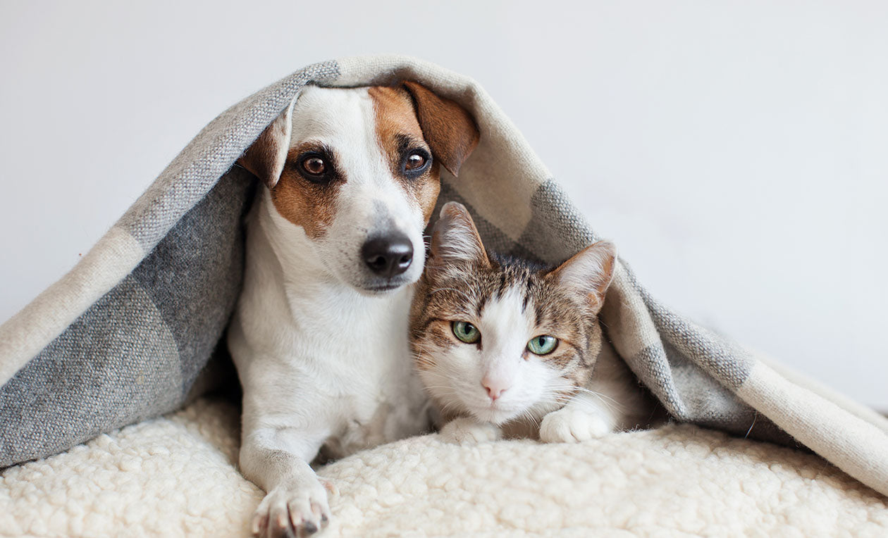Keeping Your Pets Safe and Happy in Summer