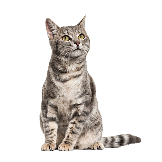 Cat Food