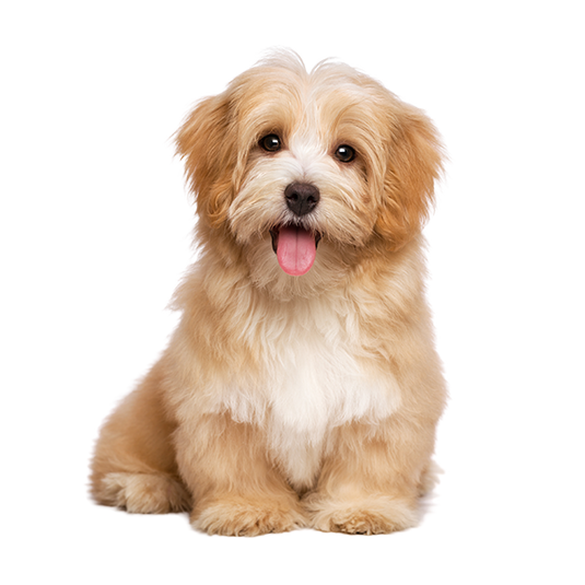 Dog's Food