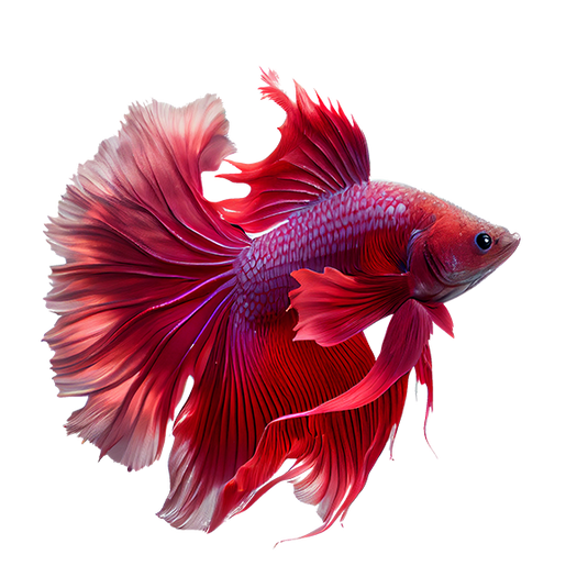 Fish Food