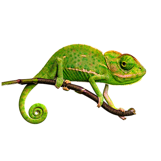 Reptiles Food