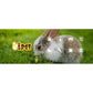 I.Pet Rabbit Hutch Chicken Coop Large Outdoor Wooden Run Pet Cage House Coops