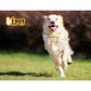 I.Pet Dog Kennel Extra Large Wooden House Outdoor Pet Puppy Kennels Weatherproof