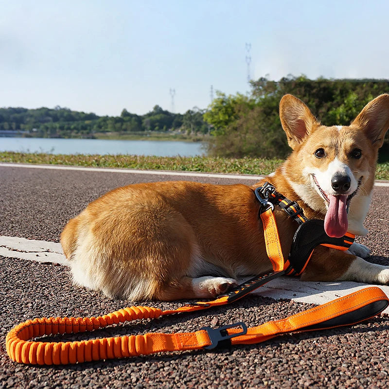 Adjustable Pet Dog Nylon Reflective Multi-Functional Retractable Dog Leash with Car Safety Buckle Pet Traction Rope Tactical